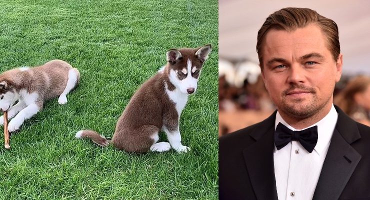 ليوناردو دي كابريو