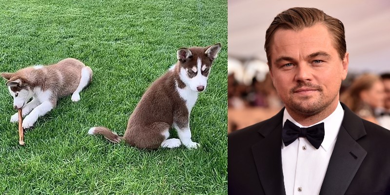 ليوناردو دي كابريو