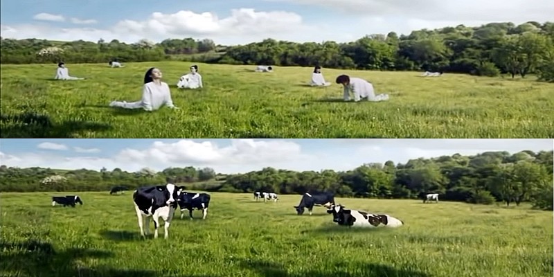 شركة ألبان كورية