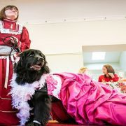 مسابقة بين الكلاب