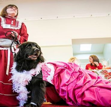 مسابقة بين الكلاب