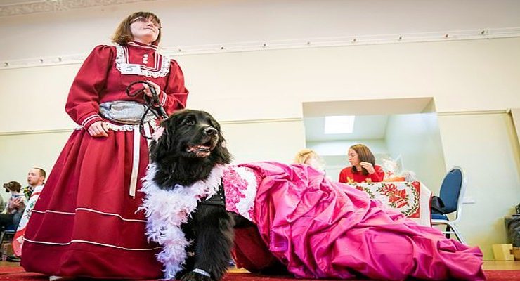 مسابقة بين الكلاب