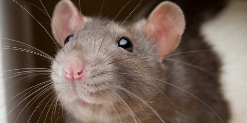 لماذا حاكمت فرنسا الفئران ذات مرة؟ الفئران