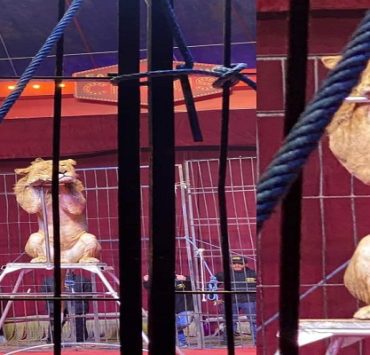 الأسد النائم