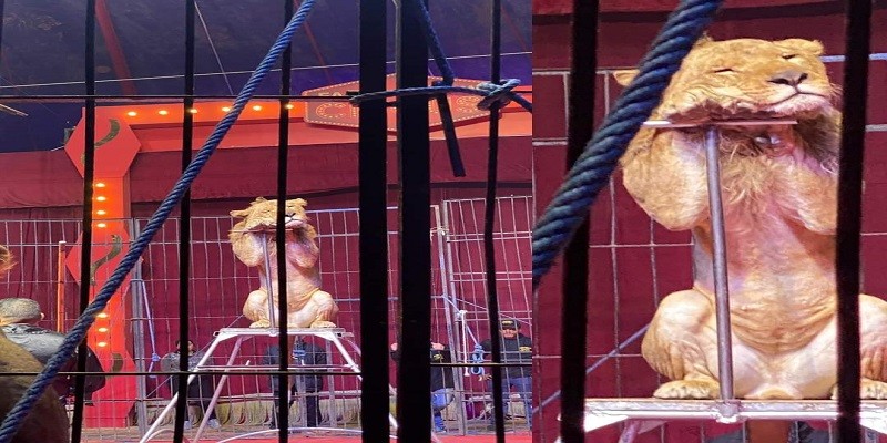 الأسد النائم