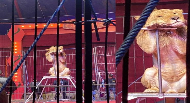 الأسد النائم