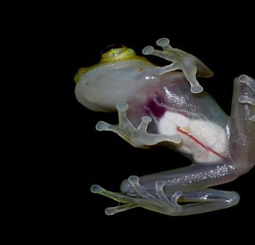 بوركينا فاسو