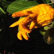 الفواكه المختلفة