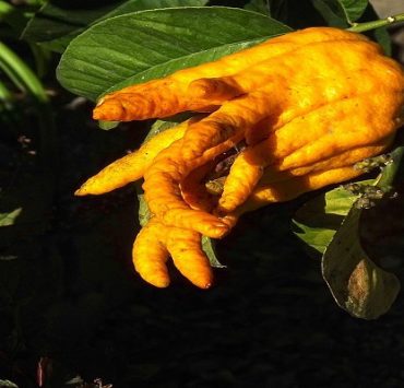 الفواكه المختلفة