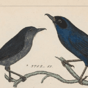 ثاقب الأزهار