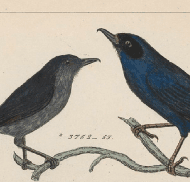 ثاقب الأزهار