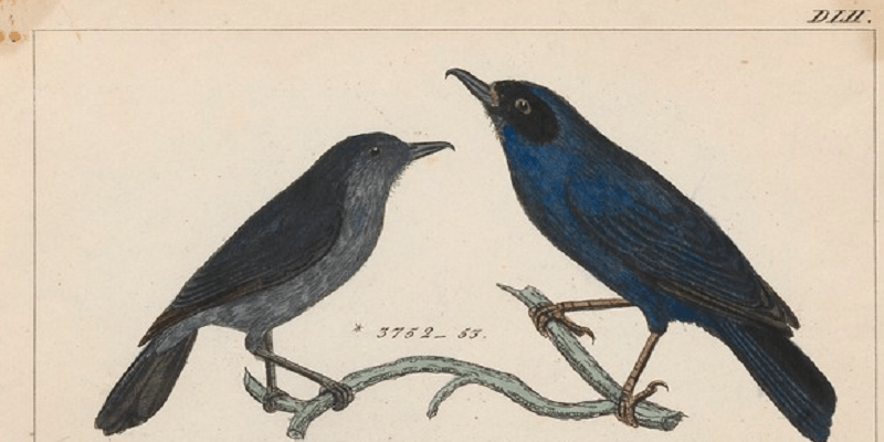 ثاقب الأزهار