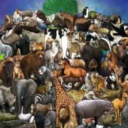 عالم الحيوانات