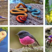 الكائنات الحية