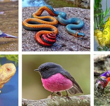 الكائنات الحية