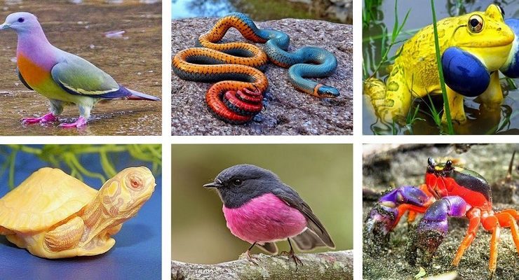 الكائنات الحية