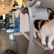 مقهى Cat Cafe
