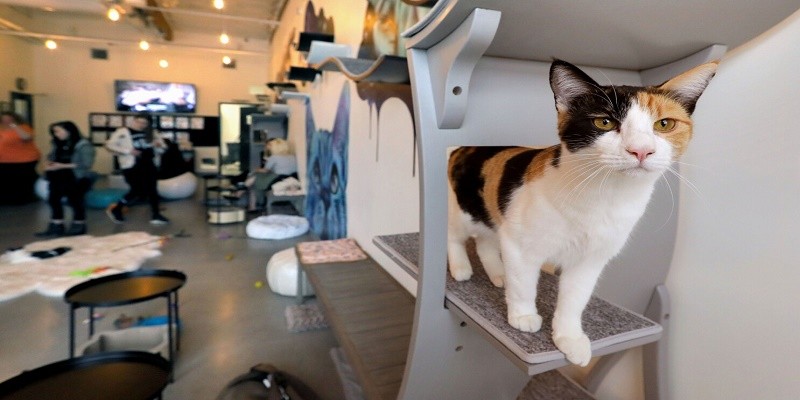 مقهى Cat Cafe لمحبي القطط والقهوة في أبو ظبي مقهى Cat Cafe