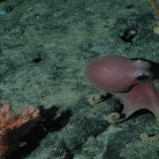 اخطبوط من الكائنات أحادية الإنجاب