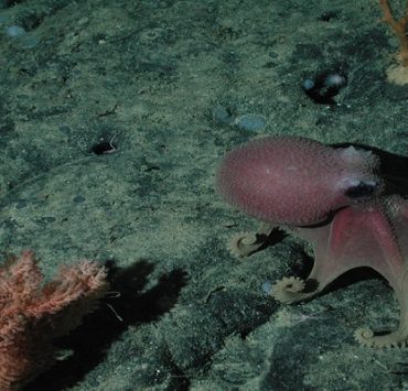 اخطبوط من الكائنات أحادية الإنجاب