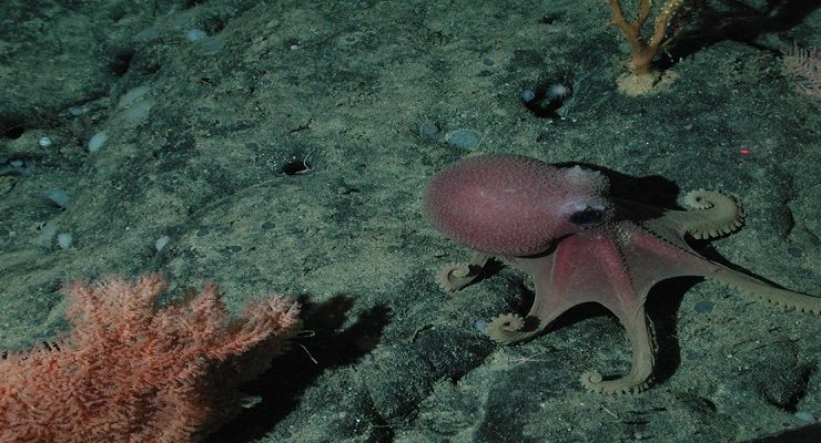 اخطبوط من الكائنات أحادية الإنجاب