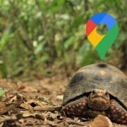 حل مشكلة بطء خرائط جوجل