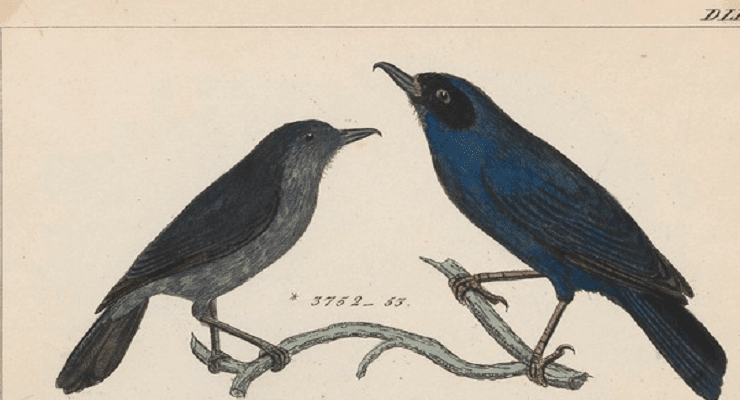 ثاقب الأزهار