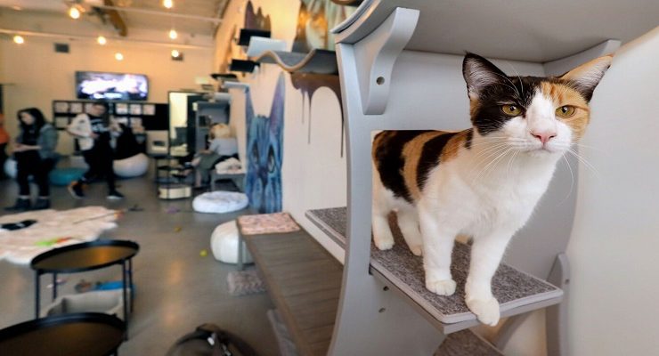 مقهى Cat Cafe