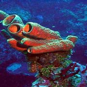 عالم البحار