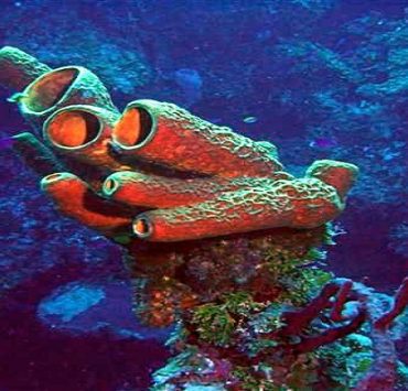 عالم البحار