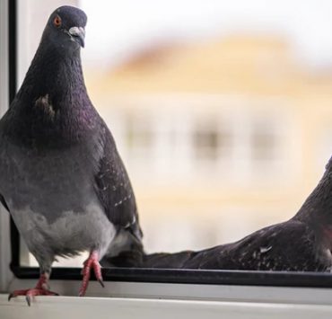 كيفية استخدام خاصية أرشفة رسائل واتساب WhatsApp Archive الحمام