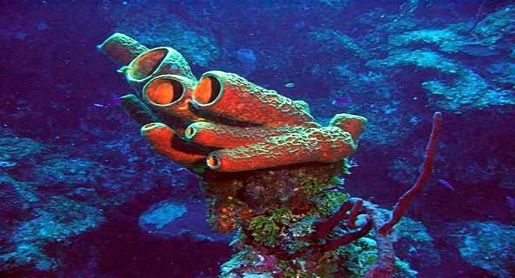 عالم البحار