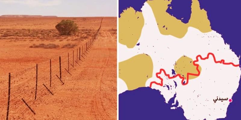 كلاب الدينجو