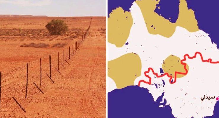 كلاب الدينجو