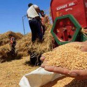 حصاد القمح