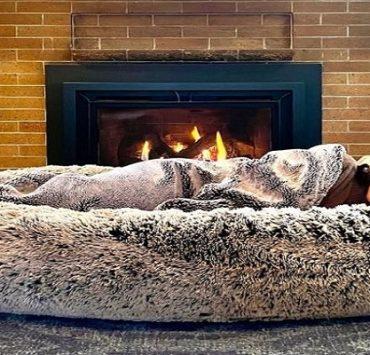 سرير من الكلاب