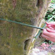 الداروينية