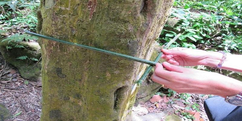 وادي الأشجار المربعة وادي الأشجار المربعة