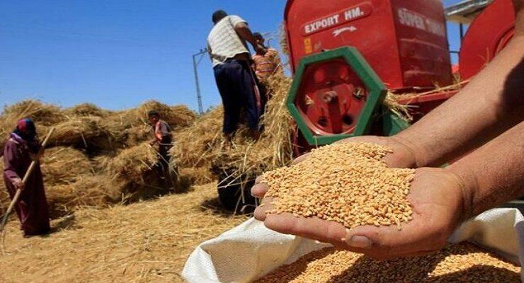 حصاد القمح