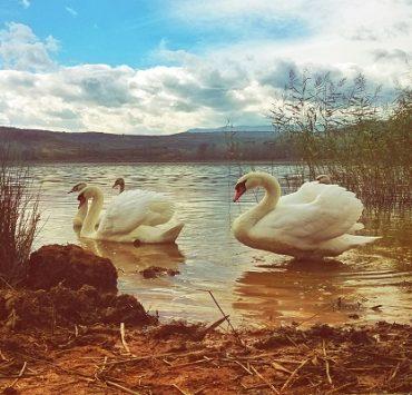 البجع الأخرس