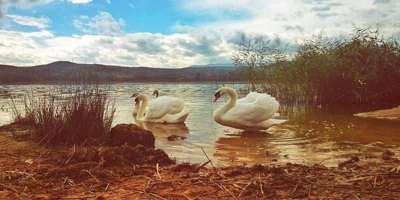 البجع الأخرس