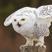 رؤساء وحكام