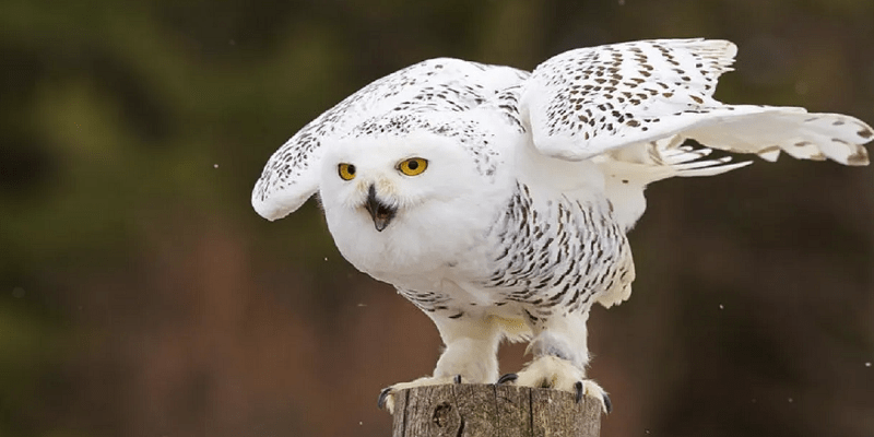 البوم الثلجي