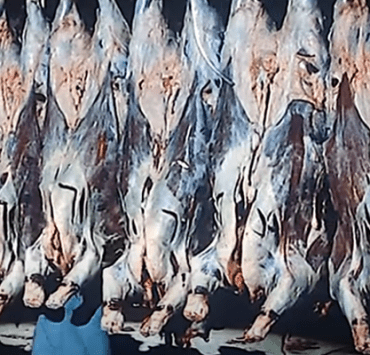 لحوم عيد الأضحى