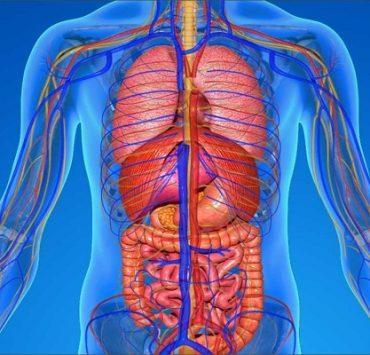 خاصية Twitter Blue … دليلك الكامل لمعرفة تفاصيل اشتراك تويتر الشهري أعضاء جسم الإنسان