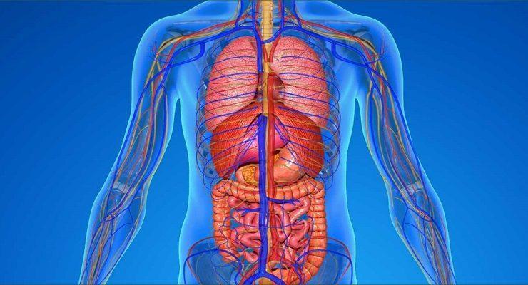 أعضاء جسم الإنسان