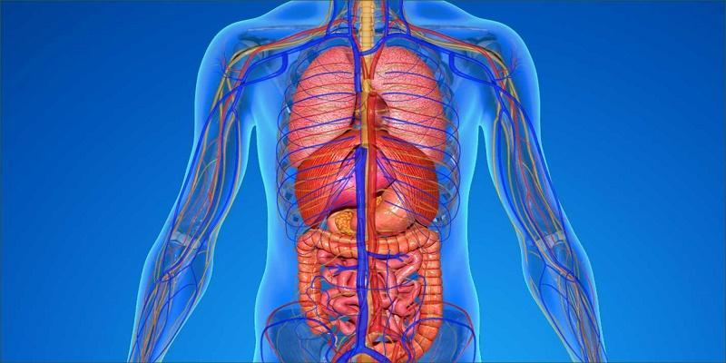 أعضاء حيوية في جسدك إذا فقدتها لن تتأثر صحتك العامة ويمكنك العيش بدونها أعضاء جسم الإنسان