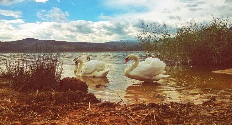 البجع الأخرس