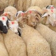 فلسفة الأضحية