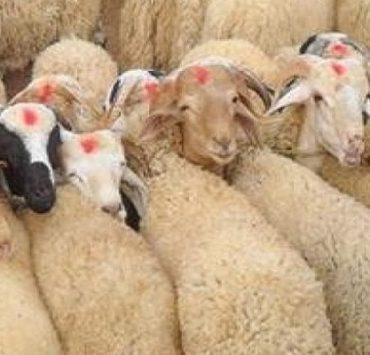 فلسفة الأضحية